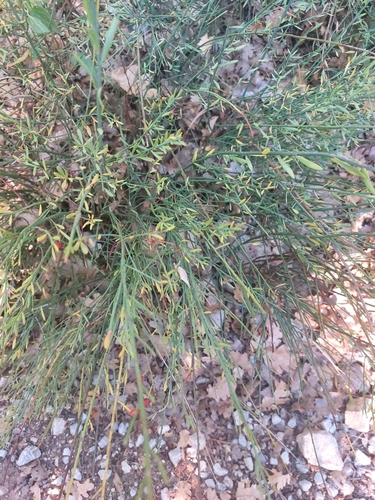Cassia observed 2026-10-27
