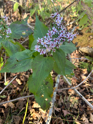 Symphyotrichum cordifolium, 2026-10-27