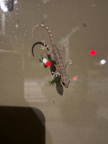 Hemidactylus frenatus observed 2026-10-27