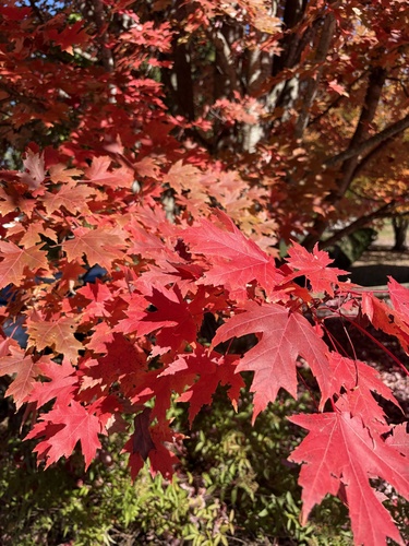 Acer observed 2026-10-27