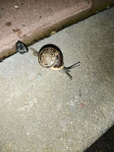 Eobania vermiculata, 2026-10-27