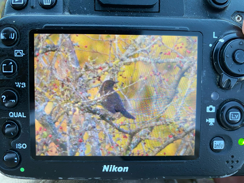 Turdus merula, 2026-10-27