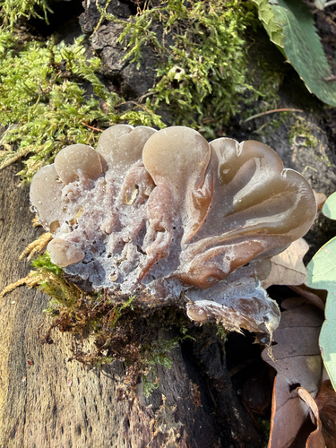 Auricularia mesenterica observed 2026-10-27