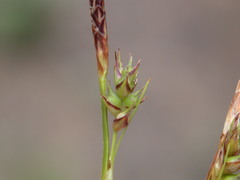 Carex lucorum