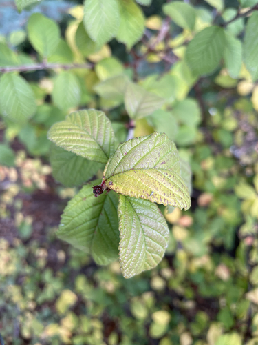 Prunus observed 2026-10-27
