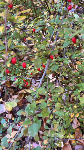 Berberis, 2026-10-27