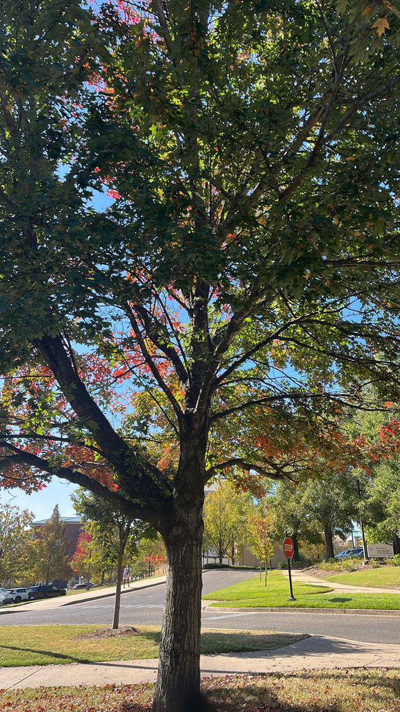 A photograph taken in Mississippi on Oct 27, 2026, where the observer’s point is approximate.