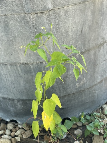 Capsicum annuum observed 2026-10-23