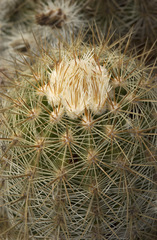 Echinocereus neocapillus