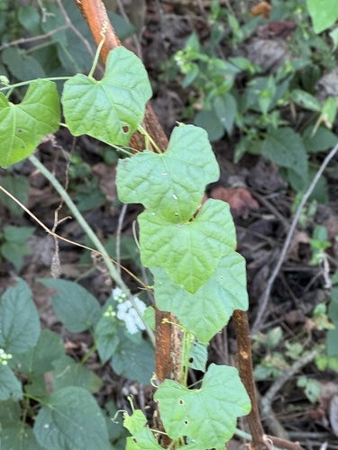 Melothria observed 2026-10-26