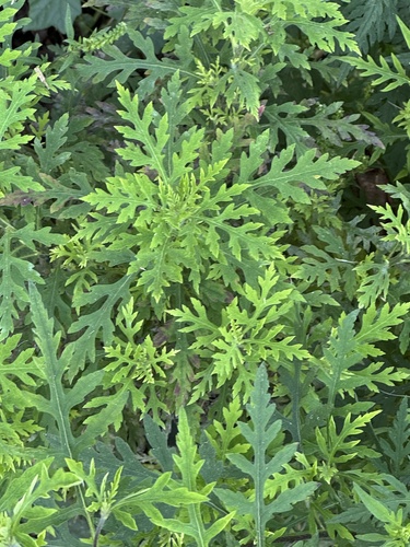 Ambrosia artemisiifolia observed 2026-10-26