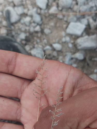 Poa observed 2026-10-27