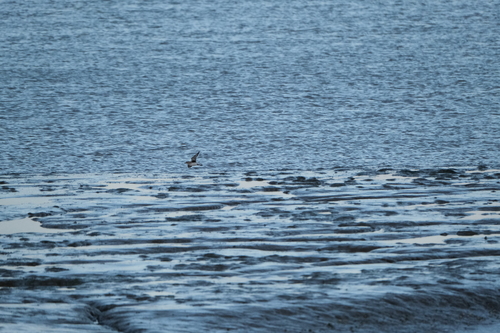 Pluvialis, 2026-10-27