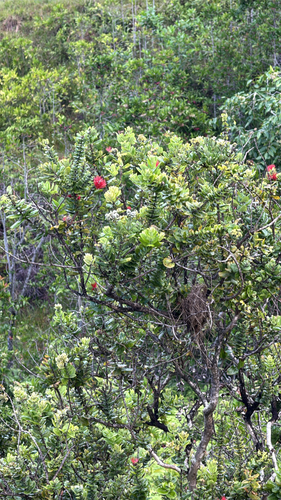 Metrosideros polymorpha observed 2026-10-26