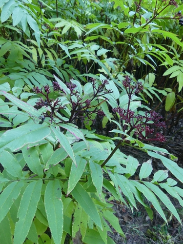 Sambucus ebulus observed 2026-10-27