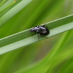 Platynina