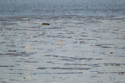 Pluvialis, 2026-10-27