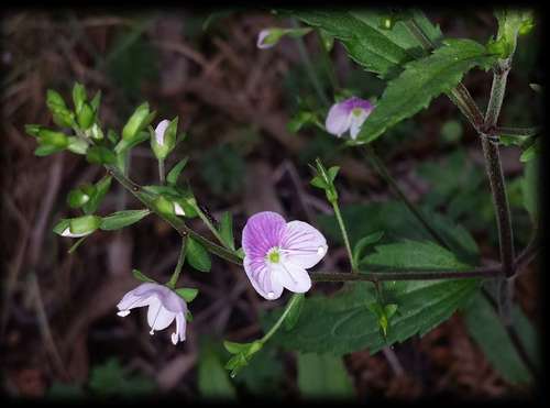 Image of Veronica notabilis by (c) Russell Best, some rights reserved (CC BY)