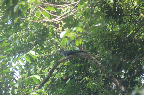 Rhopodytes tristis, 2026-10-26