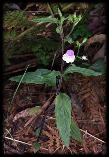 Image of Veronica notabilis by (c) Russell Best, some rights reserved (CC BY)