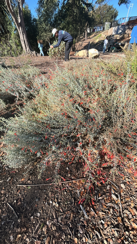 Epilobium observed 2026-10-27