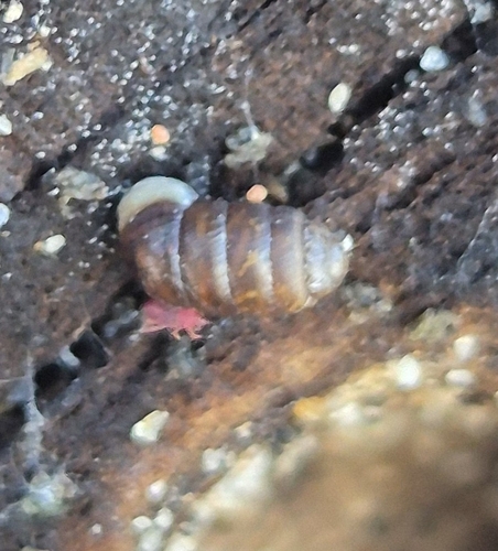 Pupa observed 2026-10-27