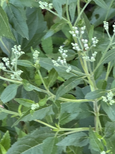 Eupatorium serotinum observed 2026-10-26