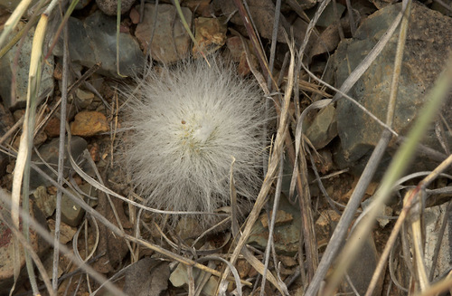 Golden-spine Hedgehog Cactus (Echinocereus neocapillus)