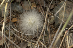 Echinocereus neocapillus
