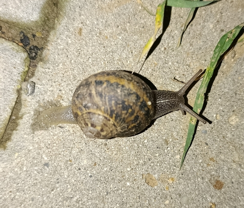 Helix aspera, 2026-10-27