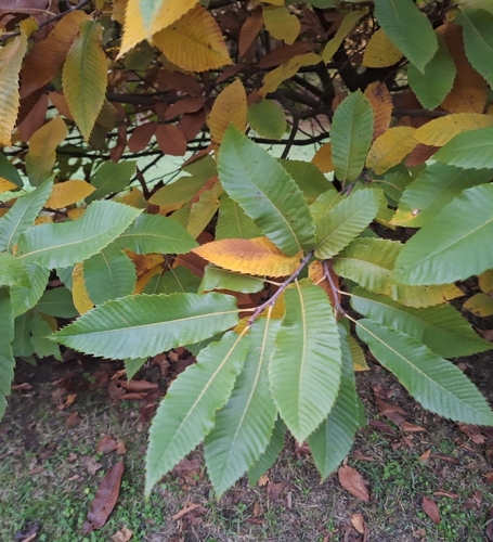 Castanea observed 2026-10-27