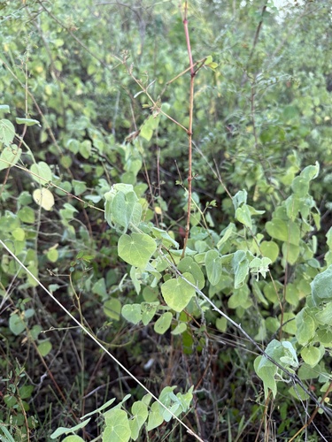 Abutilon observed 2026-10-27