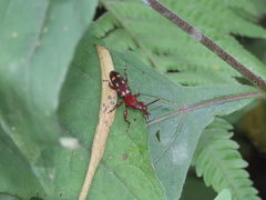 Baryrhynchus poweri