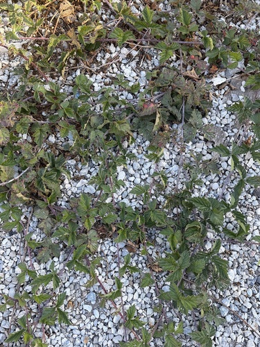 Rubus observed 2026-10-27
