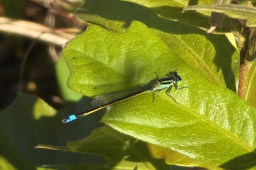Ischnura observed 2026-10-27