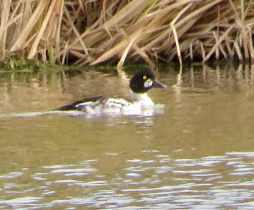 Bucephala clangula, 2026-10-27