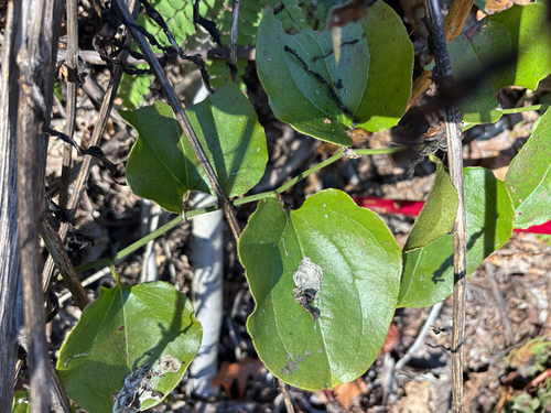 Smilax observed 2026-10-27