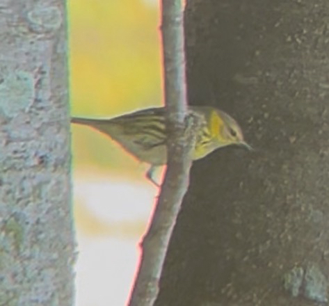 Setophaga tigrina observed 2026-10-27