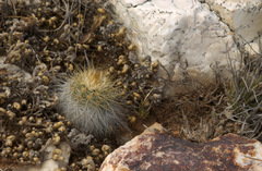 Echinocereus neocapillus