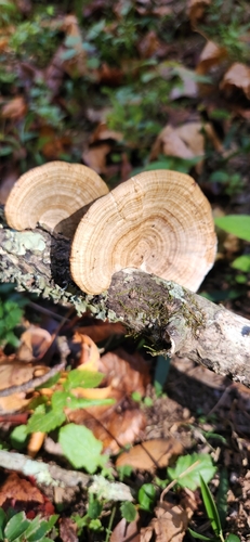 Daedaleopsis confragosa, 2026-10-27