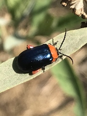 Asphaera abdominalis