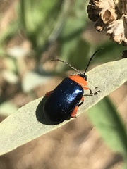 Asphaera abdominalis