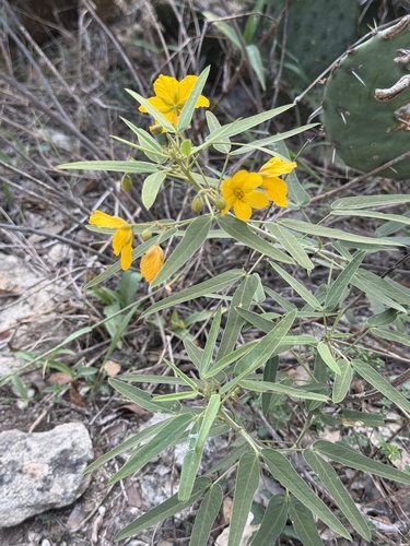 Cassia observed 2026-10-27