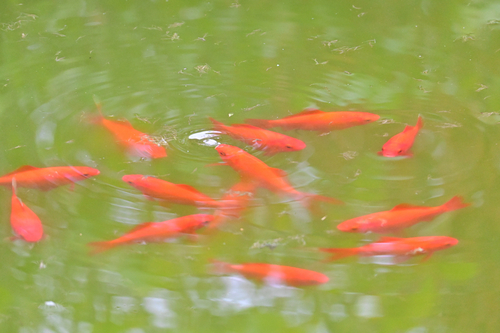 Carassius auratus observed 2026-10-27
