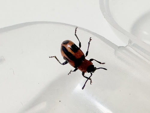 Ancylopus observed 2026-10-28
