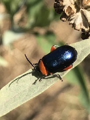 Asphaera abdominalis