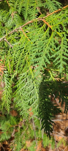 Thuja occidentalis observed 2026-10-27