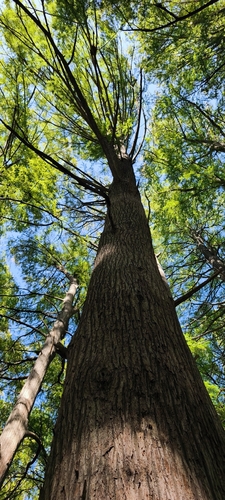 Taxodium distichum observed 2026-10-27