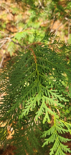 Thuja occidentalis observed 2026-10-27