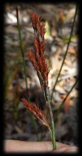 Apodasmia brownii (Apodasmia brownii)